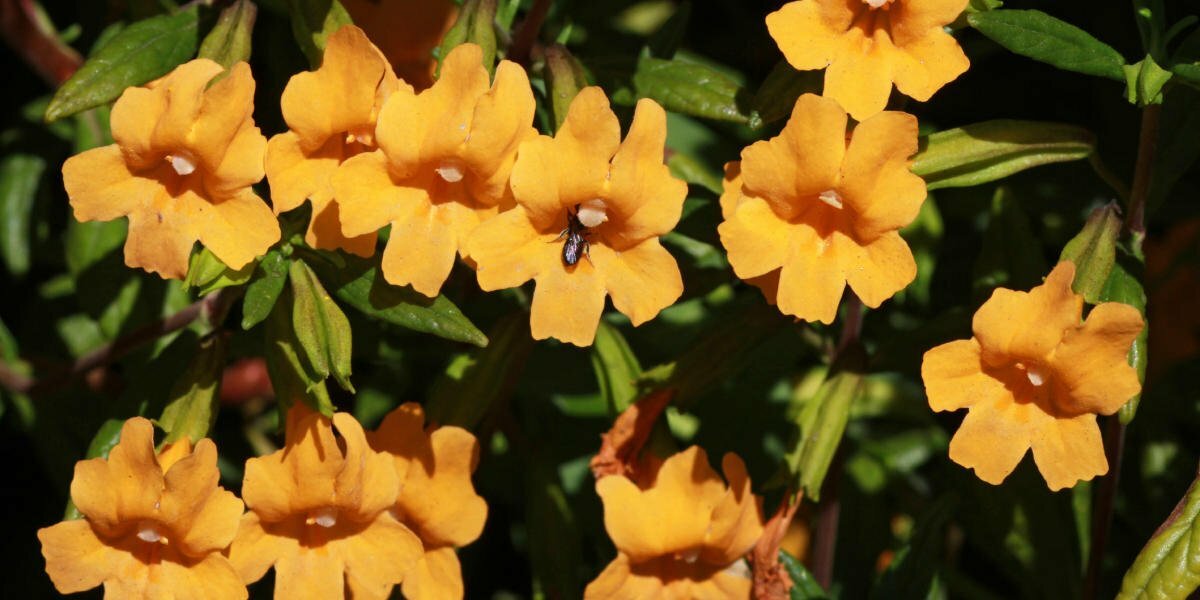There are many benefits to the Sticky Monkey Flower