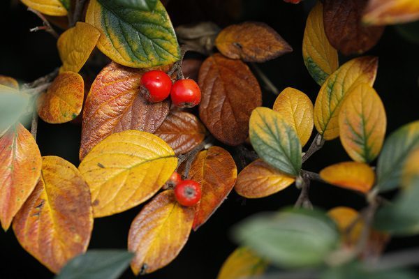 A manual to gardening with youngsters