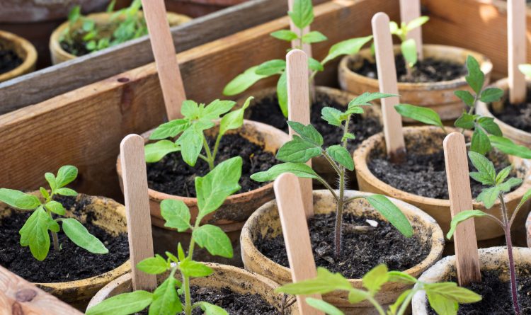 Great Gardening: May isn’t always all merry