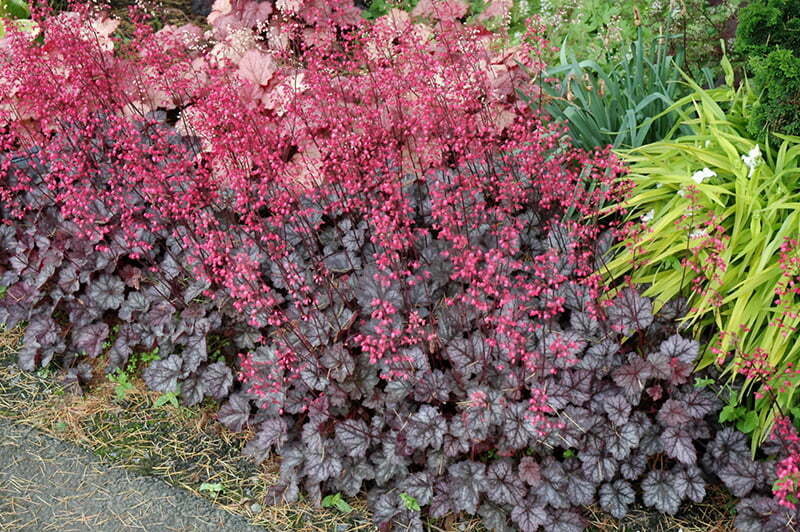 Gardening recommendations: plant hanging heucheras