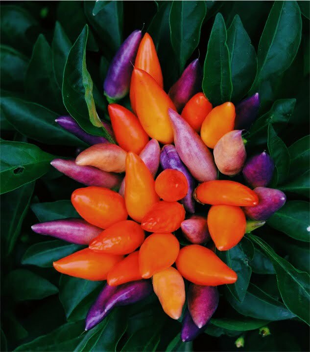 Successful Gardening 