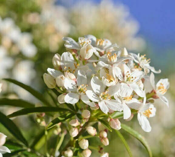 Gardening hints: plant Mexican orange blossom