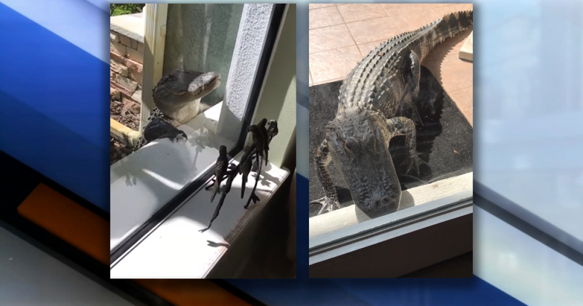 Woman captures video of alligator peeking into door