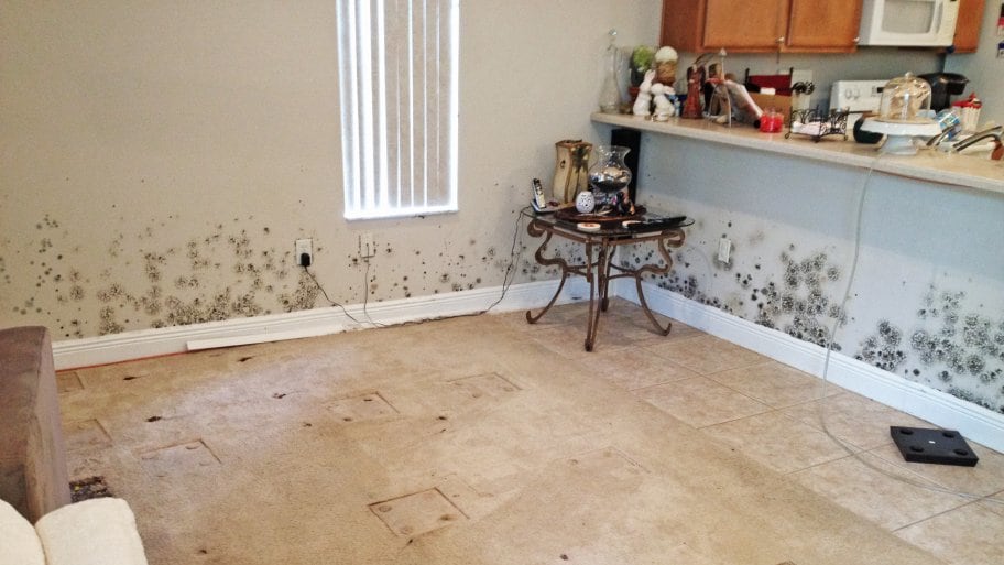 Finding Mold in a New Home