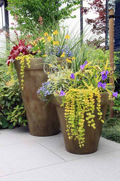 Container gardening: 5 hints for developing brilliantly colored pots