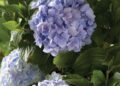 Miniature Hydrangeas: Petite Blooms with Big Impact