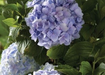 Miniature Hydrangeas: Petite Blooms with Big Impact
