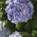 Miniature Hydrangeas: Petite Blooms with Big Impact