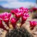 Vibrant Blooms: Discovering Desert’s Flowering Wonders